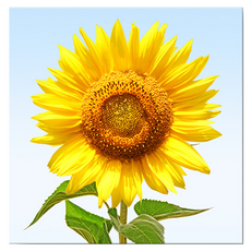 Market Ring 多款室內裝飾畫 向日葵 Type29, 無框