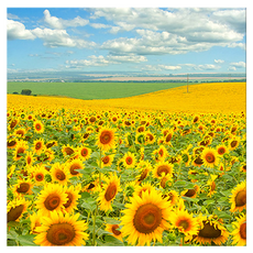 Market Ring 各式室內裝飾畫 向日葵 Type 27, 無框