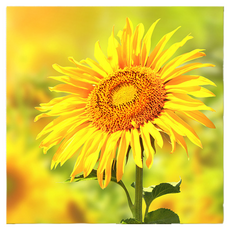 Market Ring 多款室內裝飾畫 向日葵 Type 7, 無框