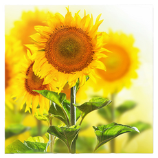 Market Ring 多款室內裝飾畫 向日葵 Type 16, 無框