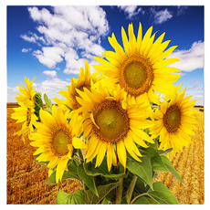 Market Ring 多款室內裝飾畫 向日葵 款式28, 無框