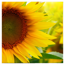 Market Ring 多款室內裝飾畫 向日葵 款式10, 無框