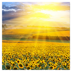 Market Ring 多款室內裝飾畫 向日葵 Type24, 無框