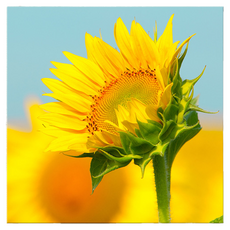 Market Ring 多款室內裝飾畫 向日葵 5號款, 無框