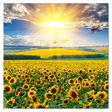 Market Ring 各式室內裝飾畫 向日葵 款式25, 無框