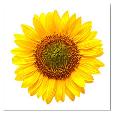 Market Ring 多款室內裝飾畫 向日葵 Type 1, 無框