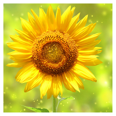 Market Ring 各式室內裝飾畫 向日葵 Type 6, 無框