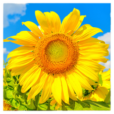 Market Ring 多款室內裝飾畫 向日葵 Type 11, 無框