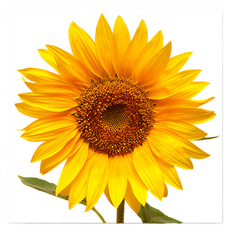 Market Ring 各式室內裝飾畫 向日葵 Type 18, 無框