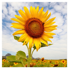 Market Ring 多款室內裝飾畫 向日葵 Type 15, 無框