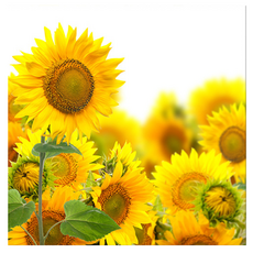 Market Ring 多款室內裝飾畫 向日葵 Type 31, 無框