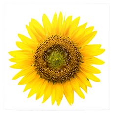 Market Ring 各式室內裝飾畫 向日葵 Type 2, 無框