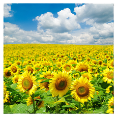 Market Ring 多款室內裝飾畫 向日葵 類型14, 無框