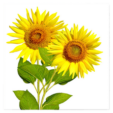 Market Ring 各式室內裝飾畫 向日葵 款式21, 無框