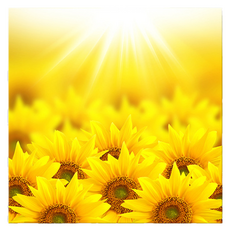 Market Ring 多款室內裝飾畫 向日葵 Type 32, 無框