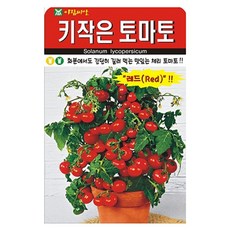 아람종묘 키작은토마토 씨앗, 1개