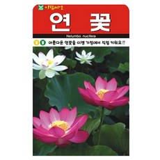 아람종묘 연꽃 종자 씨앗 10p, 1개
