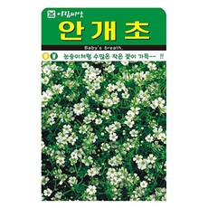 아람종묘 안개초 꽃 씨앗, 1개