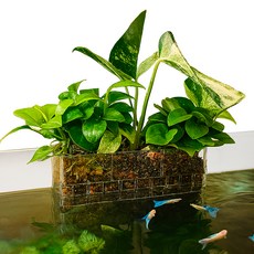 모비딕 수경재배 거치대 AD-05, 1개