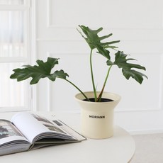 모리앤 셀렘 중대품 포트식물, 랜덤발송(플라스틱 포트), 1개