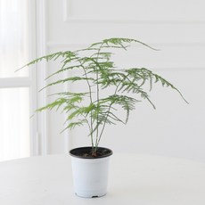 모리앤 아스파라거스 나누스 포트식물, 랜덤발송(플라스틱 포트), 1개