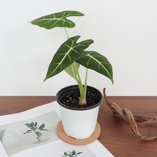 모리앤 알로카시아 프라이텍 포트식물, 랜덤발송(플라스틱 포트), 1개