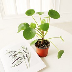 모리앤 필레아 페페 포트식물, 랜덤발송(포트), 1개