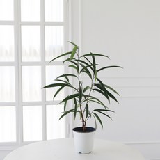 모리앤 알리고무나무 중품, 랜덤발송(중픔포트), 1세트