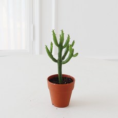 모리앤 청산호 미니선인장, 1개