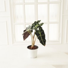 모리앤 거북알로카시아 식물 + 포트 세트, 랜덤발송(포트), 1세트