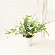 모리앤 블루스타 고사리 식물 + 포트 세트, 랜덤발송(포트), 1세트