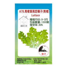 蔬菜工坊 青橡葉萵苣種子 A78 1000顆, 1個