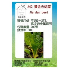 蔬菜工坊 黃金火焰菜種子 黃金菾菜/君達菜/甜菜 A42 200顆, 1個