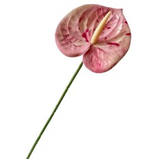 힘룸 심플한 포인트 조화, 얼룩핑크, 1개