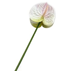 힘룸 심플한 포인트 조화, 라이트베이지, 1개