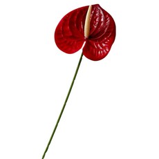 힘룸 심플한 포인트 조화, 진홍색, 1개