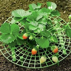 Malltoday 草莓支撐架 01 綠色, 10個