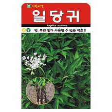 아람종묘 일당귀 씨앗 300립, 1개