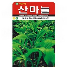 아람종묘 산마늘 씨앗 50립, 1개
