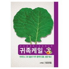 귀족 케일 씨앗 500p, 1개 1개