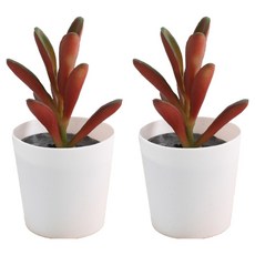 Soulrich 精美多肉植物人造花, 2個, 花盆類型1 小盆胡椒草