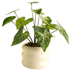 Him Room 居家裝飾效果花瓶 款式30, 混色