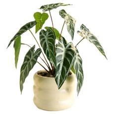 힘룸 室內裝飾效果花瓶 款式29, 混合色