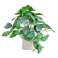 Him Room 室內裝飾效果花瓶 款式35, 混合色