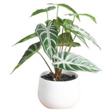 Him Room 室內裝飾效果花瓶 款式46, 混合色