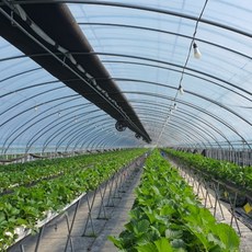 Naktapyo 長壽塑膠布 0.15mm*4m*12m, 1個