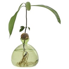 컬러 아보카도 수경 유리 화병 대형 MW0116, 그린