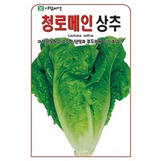 아람종묘 청로메인 상추 씨앗 1000p, 1개 1개