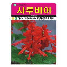 아람종묘 사루비아 꽃 씨앗 100p