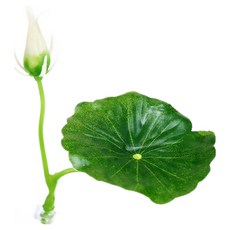 레몽크리프 어항 연꽃 물고기 베타 침대, 1개